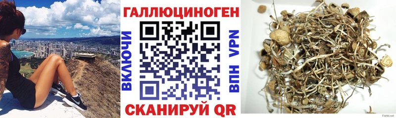 Купить закладки  Тайшет  Псилоцибиновые грибы Psilocybe 